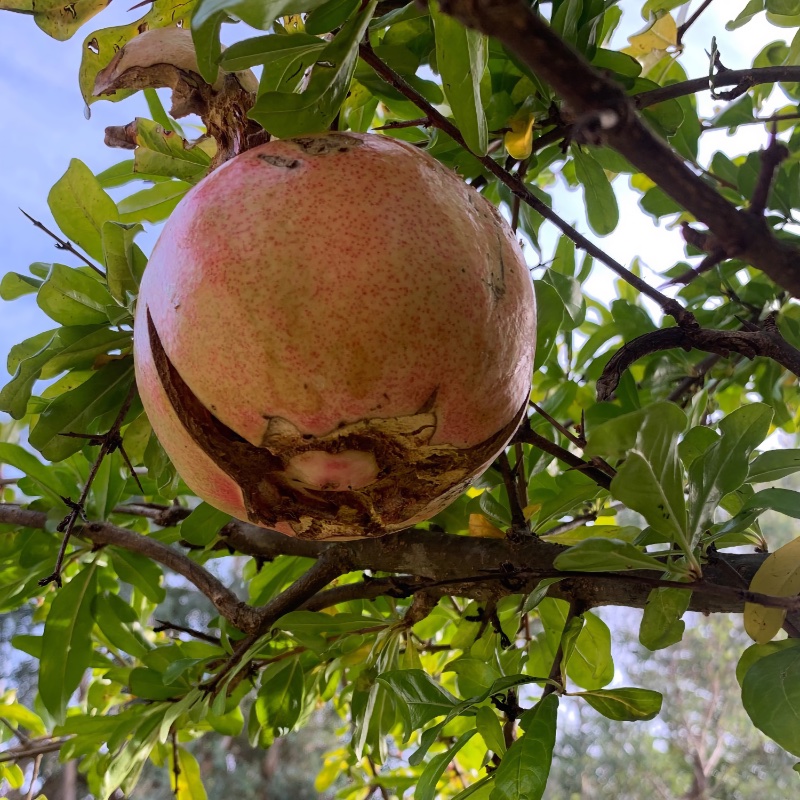 pommy